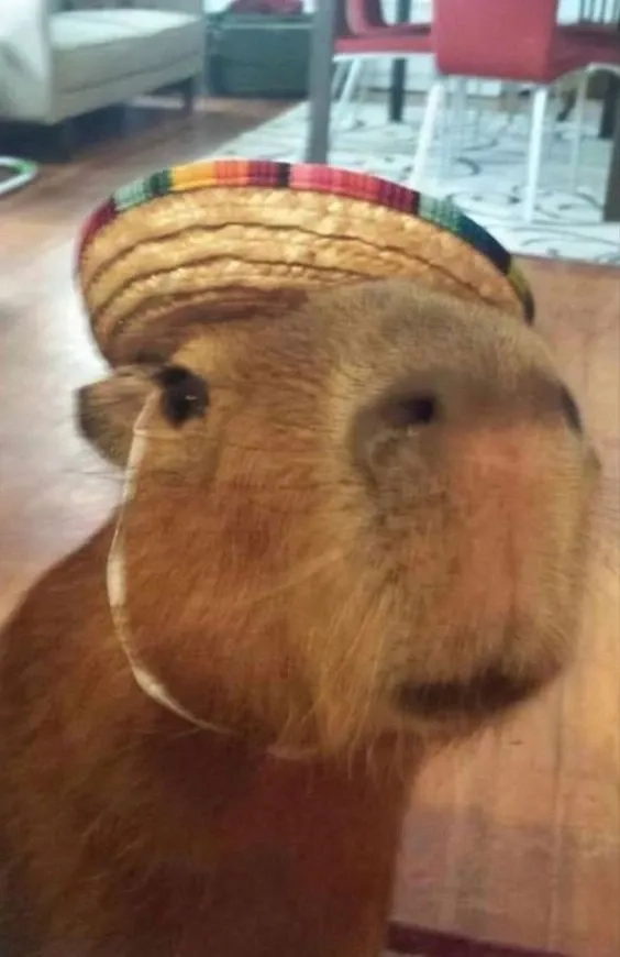  Hình ảnh capybara meme sáng tạo với các tình huống đáng yêu thú vị