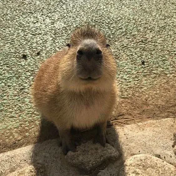 Hình nền capybara meme dễ thương với biểu cảm hài hước độc đáo