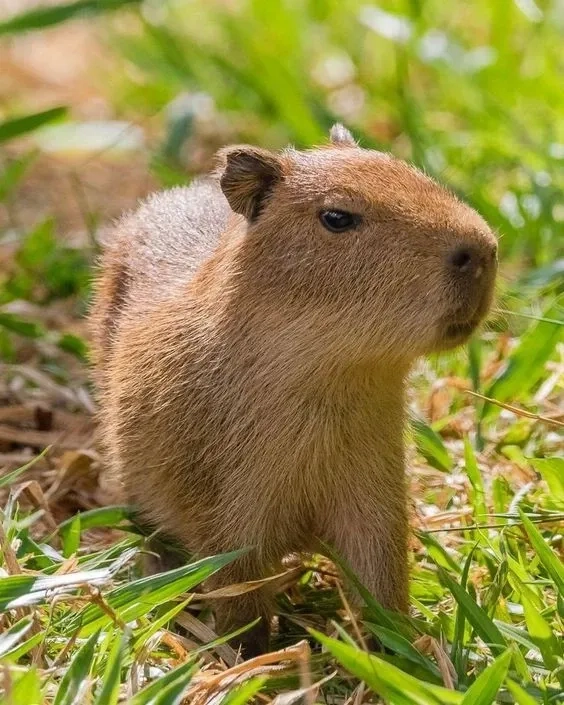 Capybara meme images sáng tạo với các tình huống hài hước thú vị