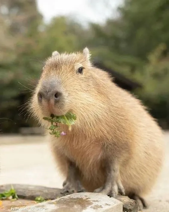 Hình capybara meme đáng yêu với các biểu cảm sáng tạo thú vị