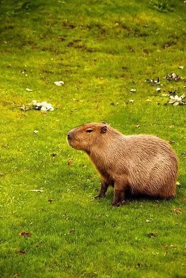 Hình meme capybara ngộ nghĩnh với các tình huống đáng yêu thú vị