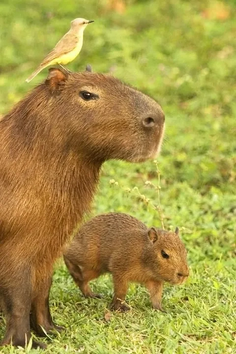 Ảnh capybara meme hài hước với các tình huống sáng tạo độc đáo