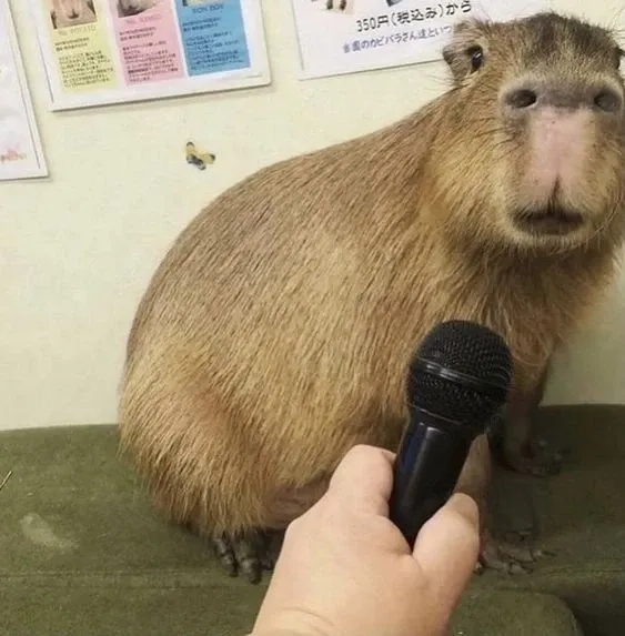 Con capybara meme ngộ nghĩnh với các biểu cảm đáng yêu thú vị