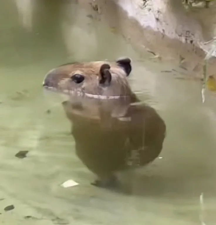 Meme capybara hét hài hước với các tình huống đáng yêu thú vị