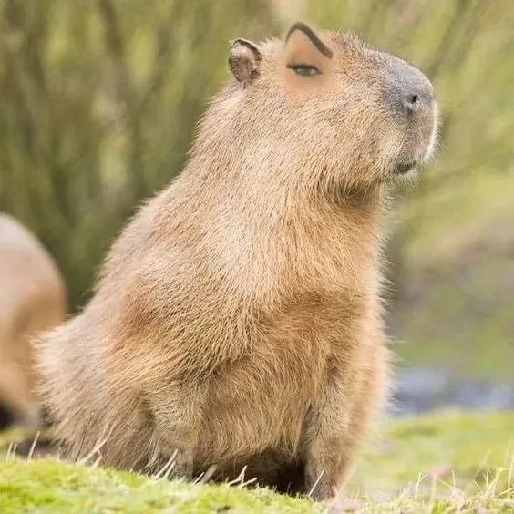 Capybara meme song dễ thương với các biểu cảm sáng tạo thú vị