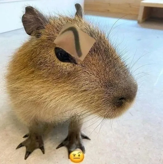 Anime capybara meme ngộ nghĩnh với các biểu cảm sáng tạo độc đáo