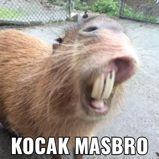 Avatar capybara meme sáng tạo với các biểu cảm đáng yêu và thú vị