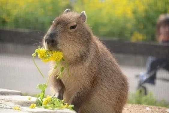 Buff capybara meme hài hước với các tình huống sáng tạo độc đáo