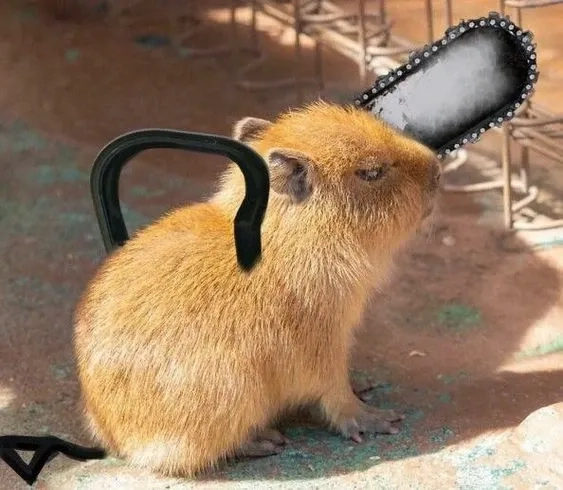 Capybara driving meme sáng tạo với các tình huống hài hước thú vị