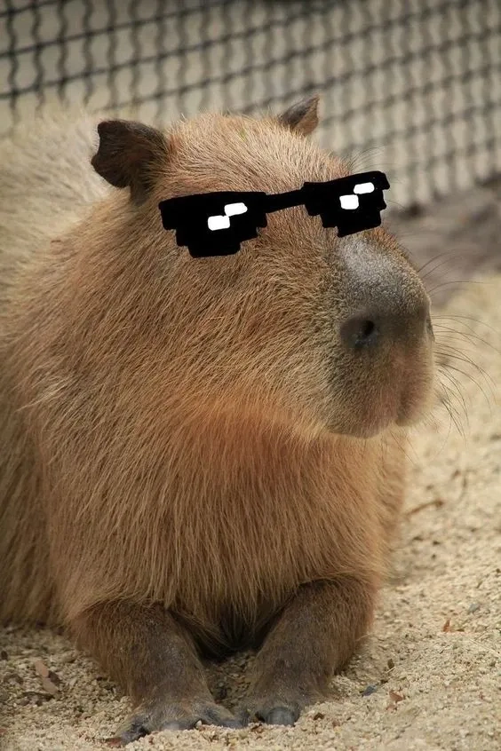 Capybara egg meme sáng tạo với các tình huống ngộ nghĩnh thú vị