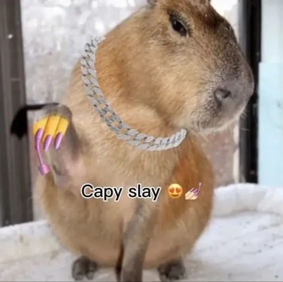 Capybara know your meme hài hước với các biểu cảm sáng tạo thú vị