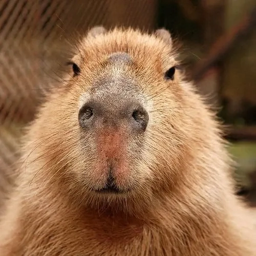 Capybara valentine meme sáng tạo với các tình huống đáng yêu thú vị