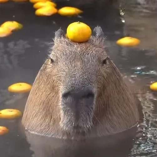 Capybara meme art sáng tạo với các biểu cảm ngộ nghĩnh và đáng yêu