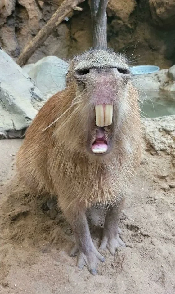 Capybara meme batman hài hước với các tình huống sáng tạo độc đáo