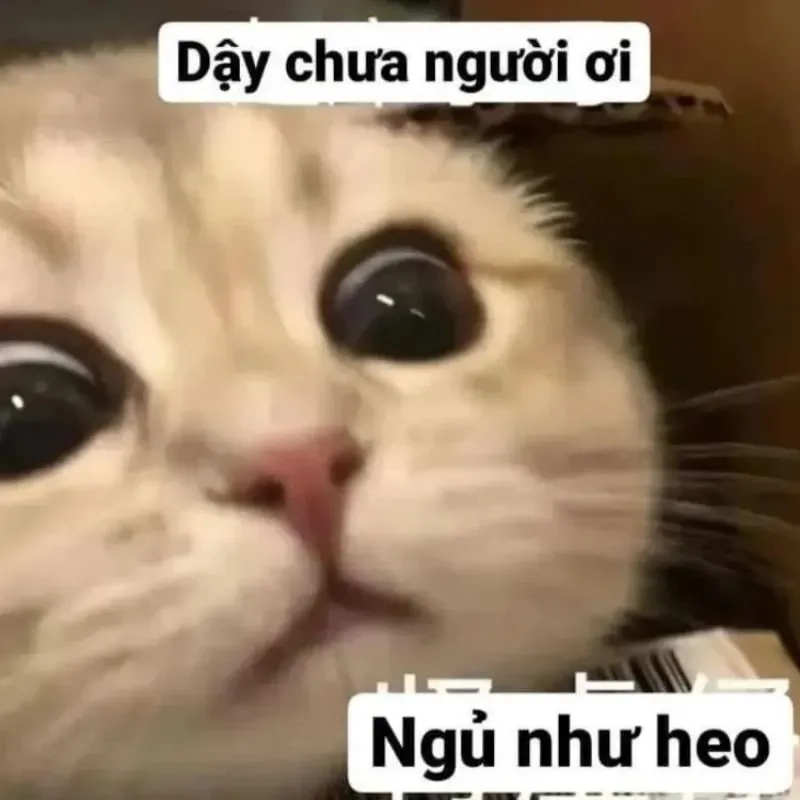 Cute meme hài hài hước với các tình huống ngộ nghĩnh thú vị