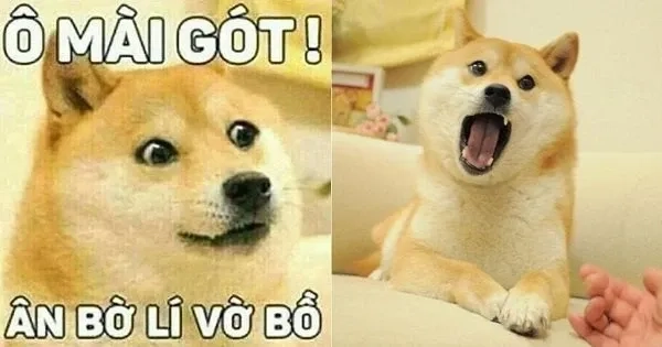 Meme Hài Bựa Cheems độc lạ và hài hước cho fan yêu thích