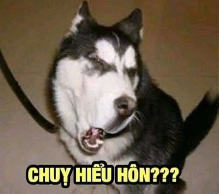 Chó Shiba meme nổi bật với biểu cảm hài hước độc đáo