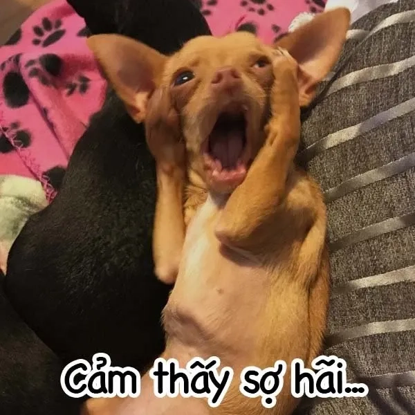 Meme chó Chihuahua hài hước với biểu cảm dễ thương