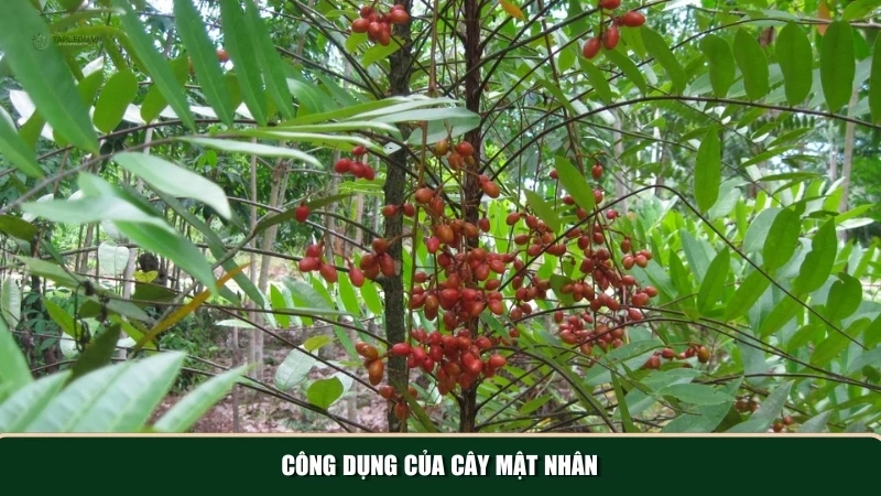 Những công dụng nổi bật của cây mật nhân