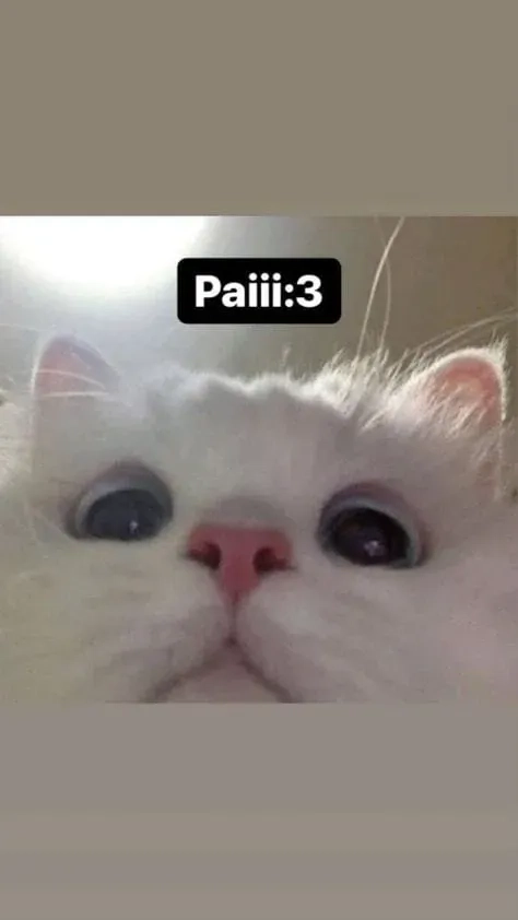 Cat crying meme hài hước với biểu cảm ngộ nghĩnh đáng yêu