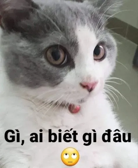  Cat meme cry sáng tạo với các tình huống châm biếm thú vị