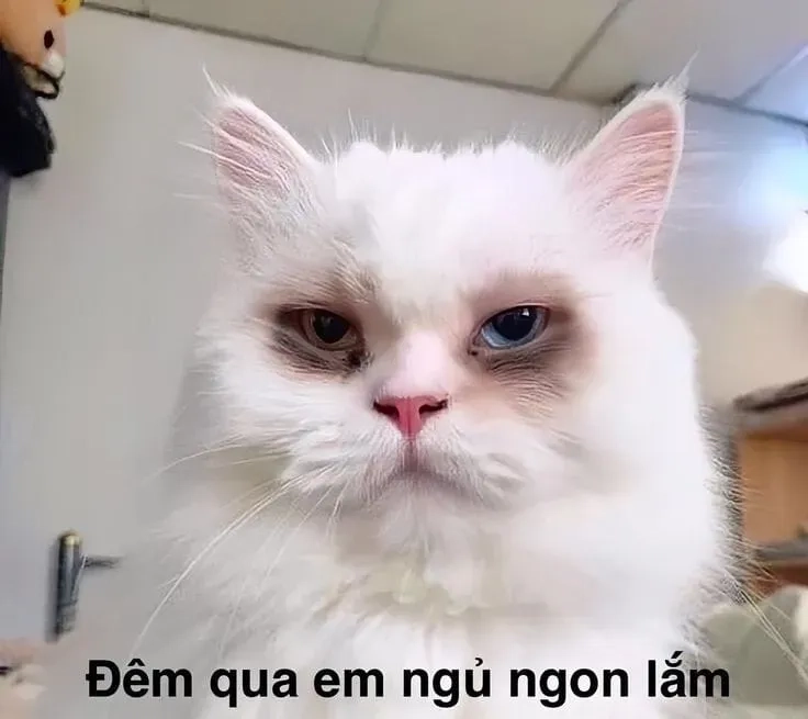 Meme cat crying dễ thương với biểu cảm hài hước và sáng tạo