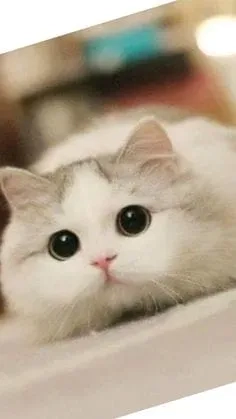 Meme cry cat châm biếm nhẹ nhàng với các biểu cảm đáng yêu