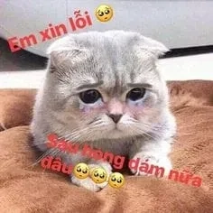 Cat meme crying sáng tạo với các tình huống hài hước thú vị