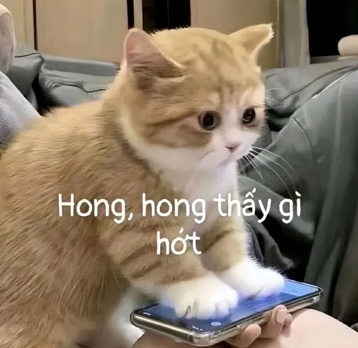 Cry meme cat dễ thương với biểu cảm sáng tạo độc đáo