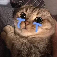 Cat cry when holding phone meme hài hước với các biểu cảm thú vị