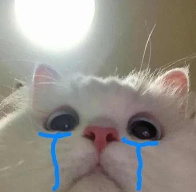 Crying cats meme hài hước với các tình huống sáng tạo đáng yêu