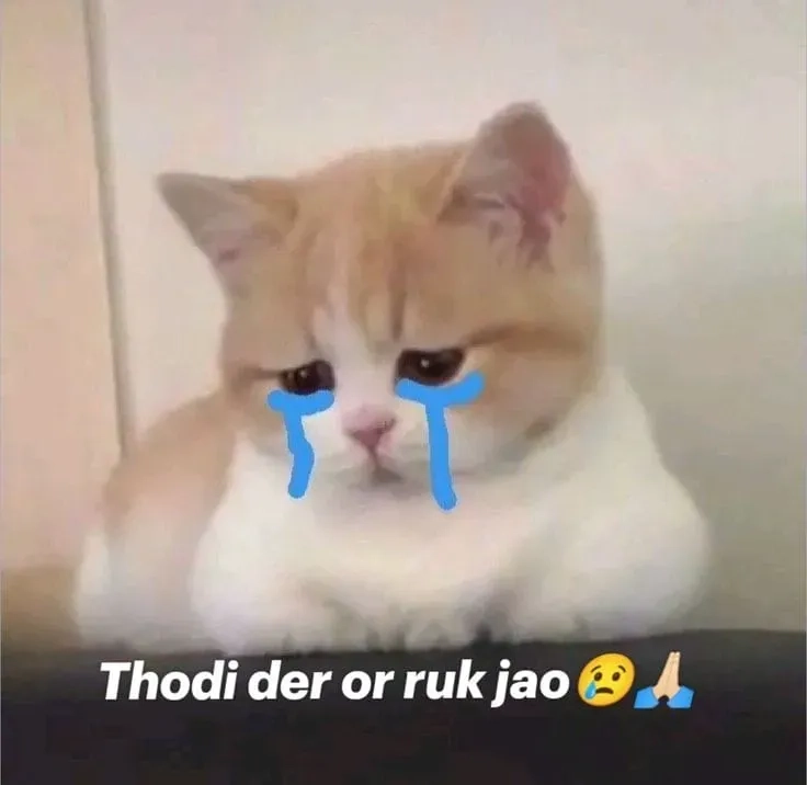 Mèo cry meme sáng tạo với các tình huống đáng yêu và thú vị