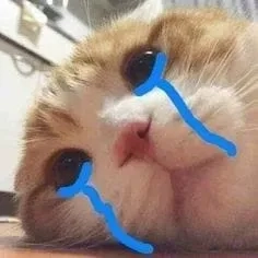 Meme mèo cry hài hước với các biểu cảm sáng tạo và độc đáo