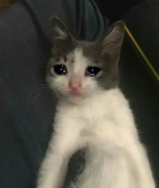 Cat meme cry mang lại tiếng cười với phong cách độc đáo