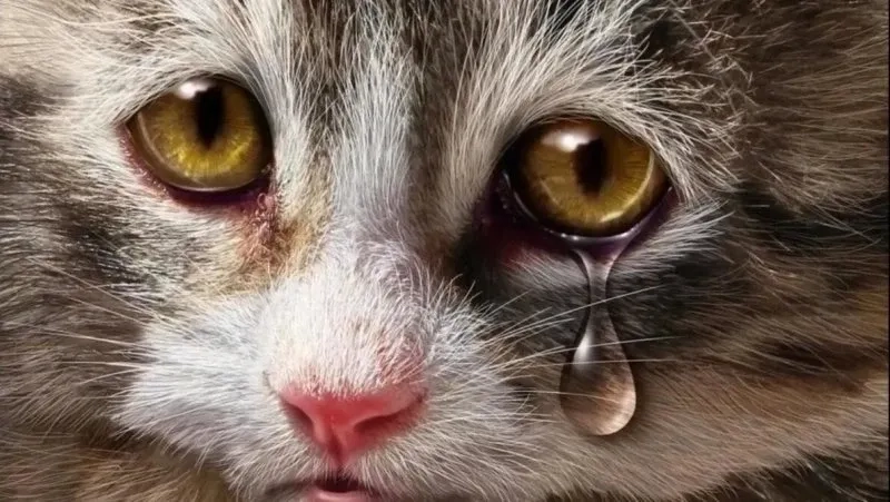 Meme cat cry hài hước với hình ảnh mèo khóc ngộ nghĩnh