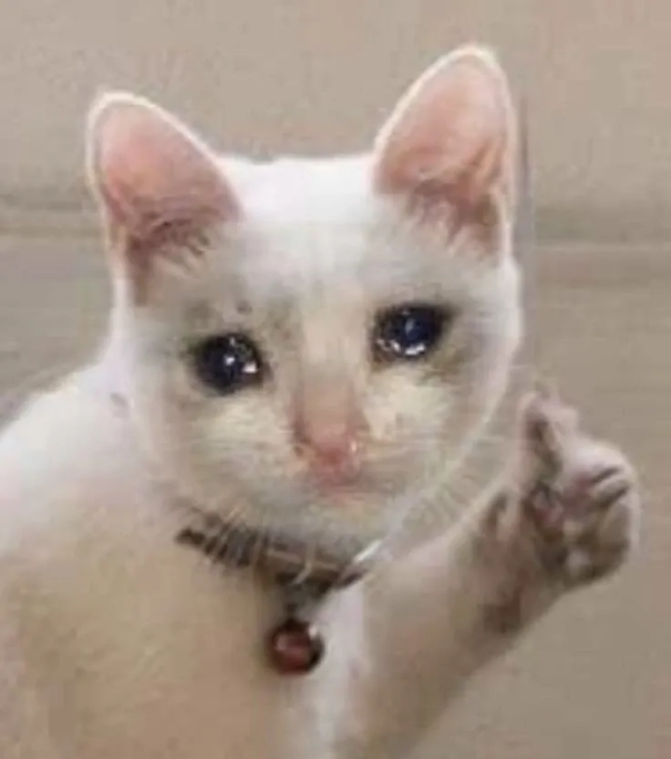 Meme cat crying thú vị và hài hước với hình ảnh mèo khóc