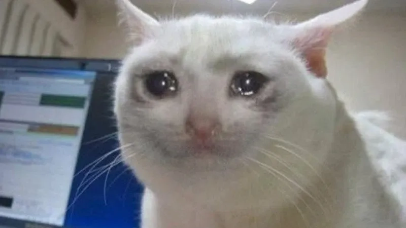 Meme crying cat ngộ nghĩnh và đáng yêu trong mọi tình huống