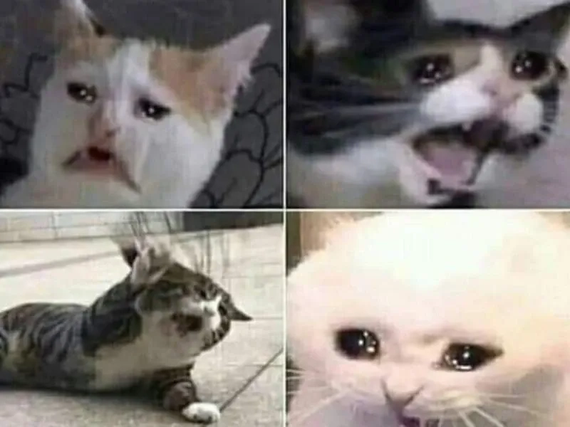 Cry cat meme ngộ nghĩnh và dễ thương phù hợp để chia sẻ