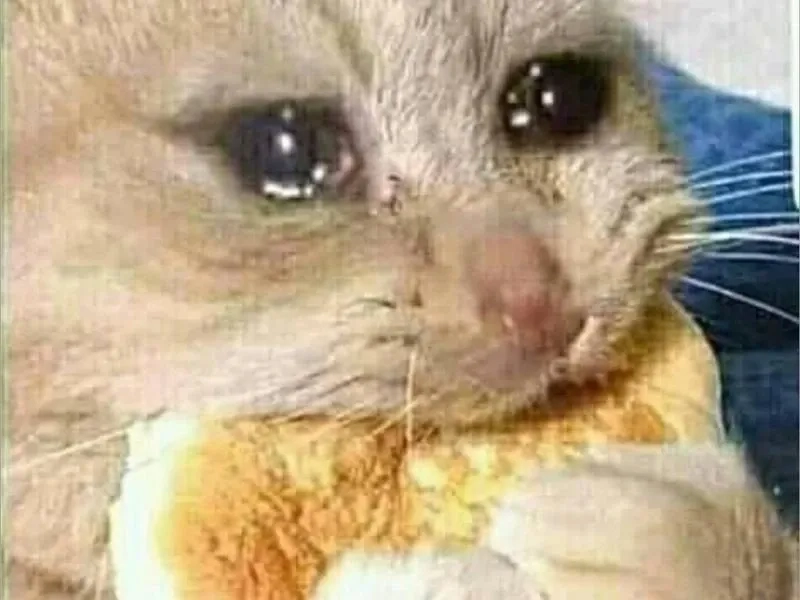 Meme cry cat hài hước và sáng tạo với biểu cảm độc đáo