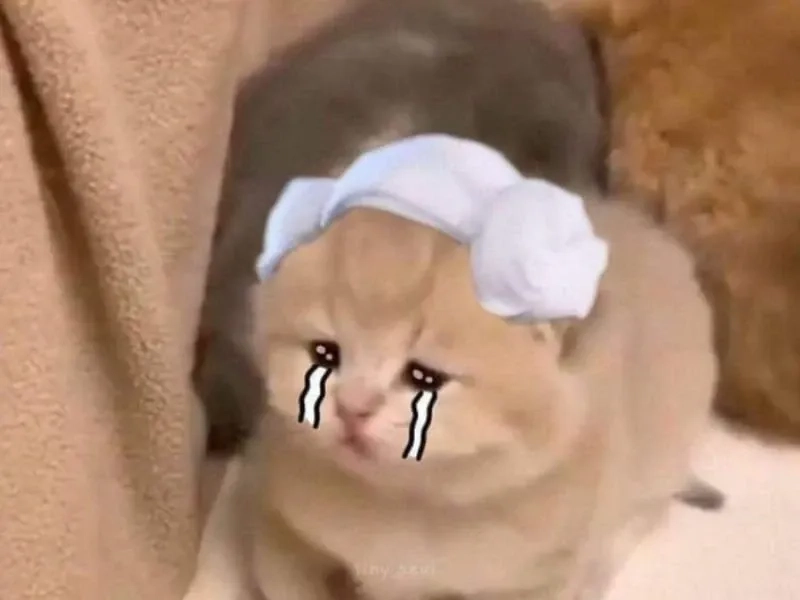 Cat crying meme đáng yêu với biểu cảm buồn hài hước