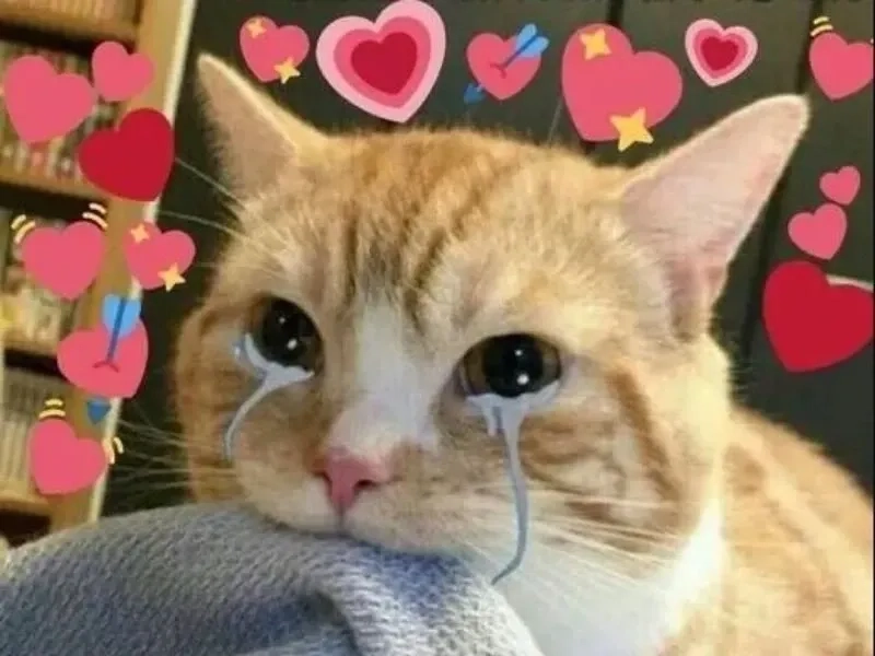 Cat meme crying dễ thương và phù hợp để giải trí