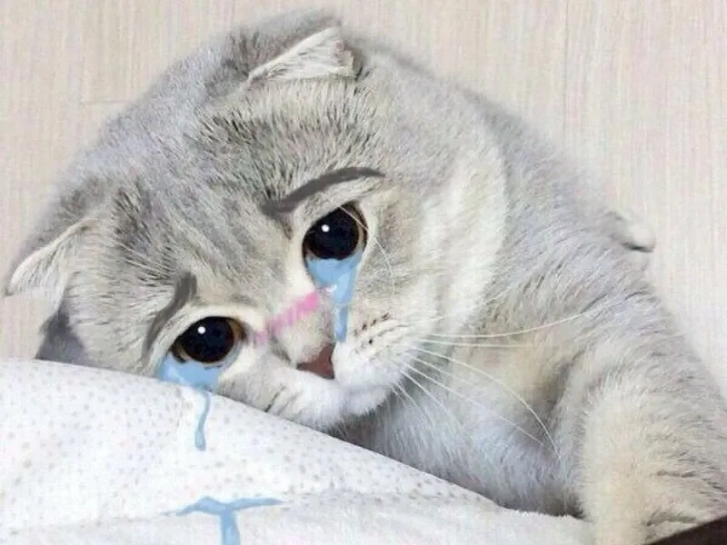 Cry meme cat thú vị và ngộ nghĩnh mang lại tiếng cười vui vẻ