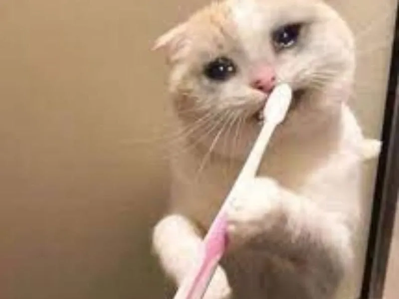 Cat cry when holding phone meme ngộ nghĩnh và độc đáo