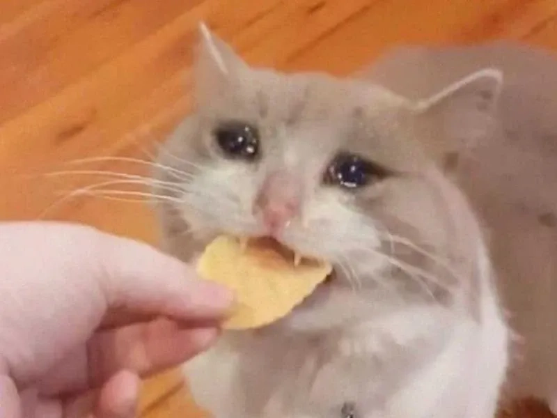 Crying cats meme ngộ nghĩnh với biểu cảm buồn hài hước