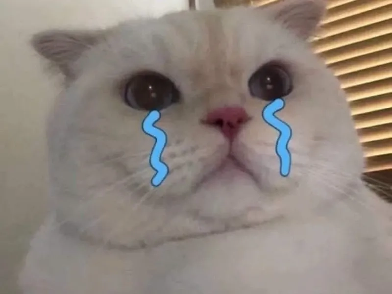 Meme mèo cry hài hước và thú vị trong mọi hoàn cảnh