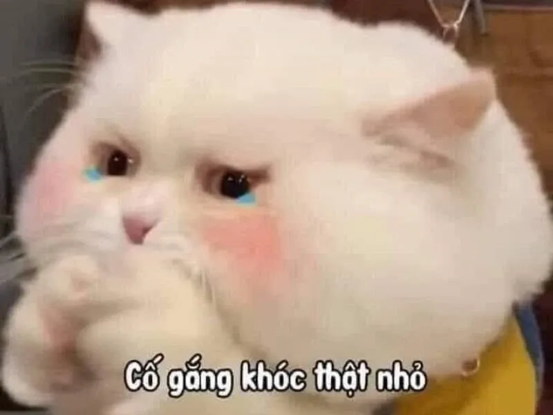 Meme smile cry hài hước với biểu cảm ngộ nghĩnh đáng yêu