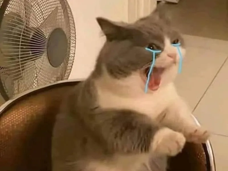 Smile cry meme thú vị và đáng yêu phù hợp để chia sẻ