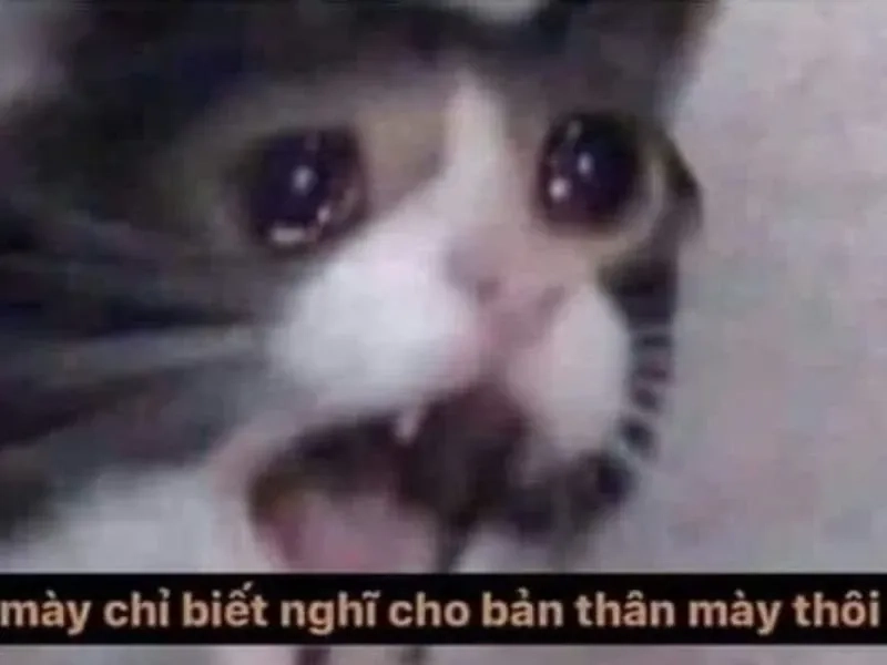 Meme jerry crying hài hước với biểu cảm dễ thương và ngộ nghĩnh