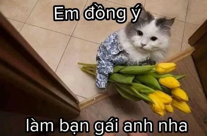 Hình ảnh meme cute đáng yêu và hài hước phù hợp chia sẻ