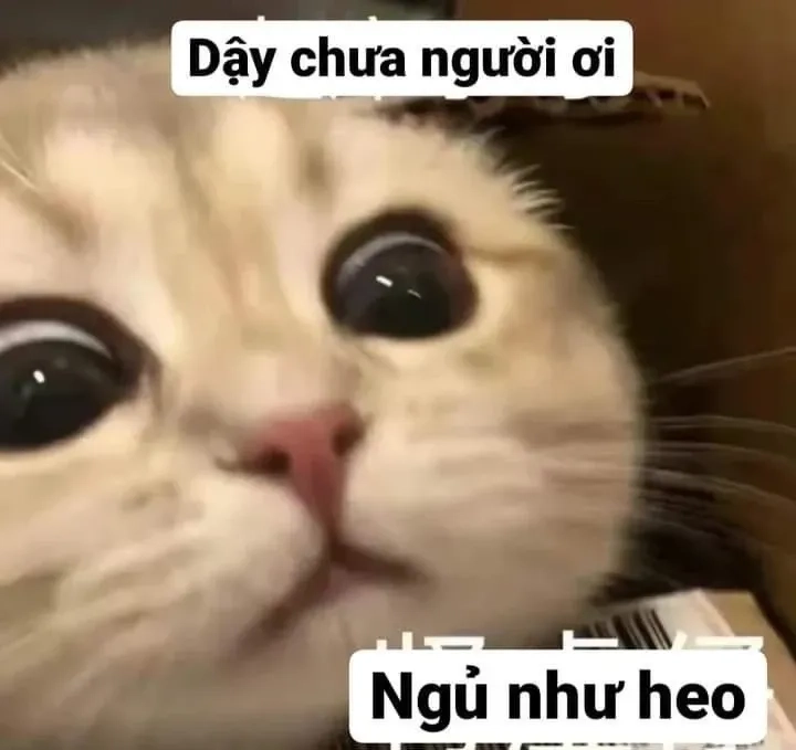 Cute meme thú vị và sáng tạo dễ dàng sử dụng trong hội thoại